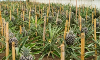 pexels-milivigerova-15558015