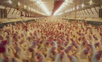 pexels-nc-farm-bureau-mark-35877061