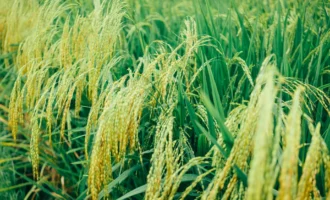 pexels-sergei-a-1322276-2589457