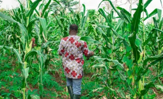 pexels-seunadeniyi-14371701